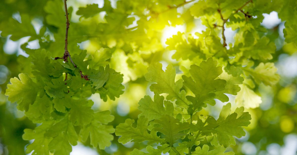 Picture of sunlight through oak leaves. Used as a placeholder image until The Summer Table seasonal living collection is launched