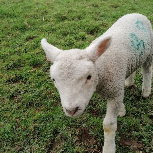 On the Smallholding | March