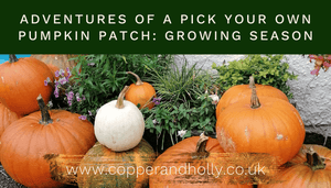 Adventures Of A Pick Your Own Pumpkin Patch: The Growing Season