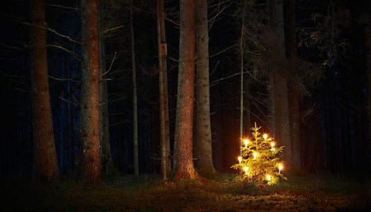 Tree with lights in a forest setting