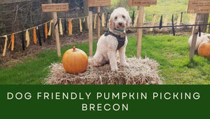 Dog Friendly Pumpkin Picking, Brecon