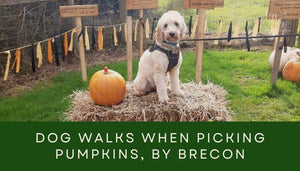 Beautiful Dog Walks When Picking Pumpkins, Brecon