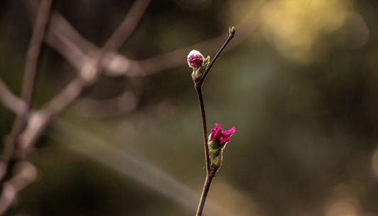 From Deep Winter To Early Spring: Welcoming Light and Growth