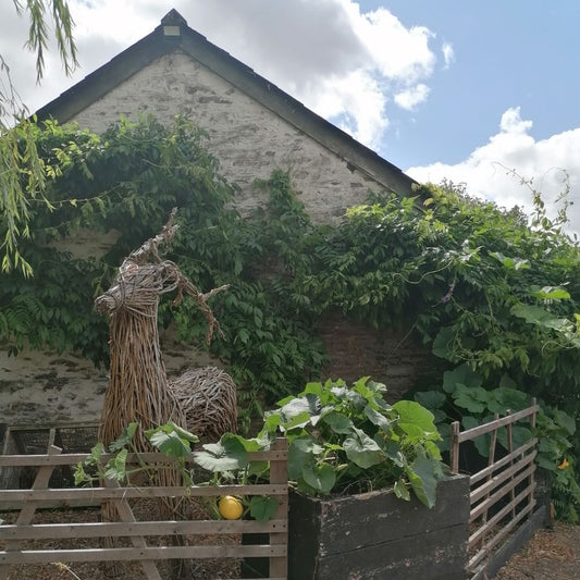 Picture of wicker stag standing in front of a stone barn with pumpkin plants growing in front