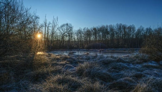 Finding Stillness: A Reflection on Midwinter Calm