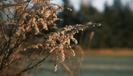 The Quiet of Deep Winter: Embracing Slow Mornings