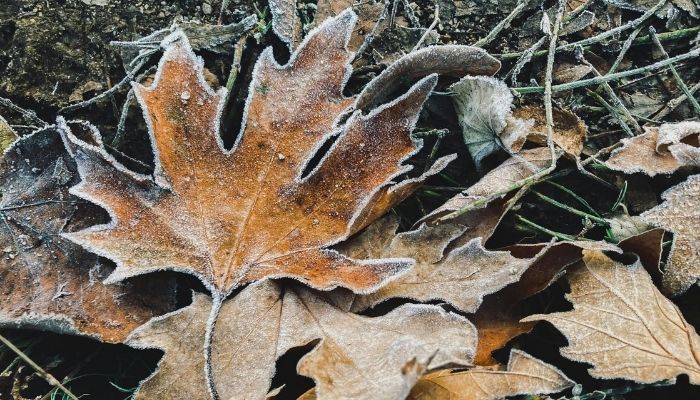 Planting in February: Tips For A Gentle Start