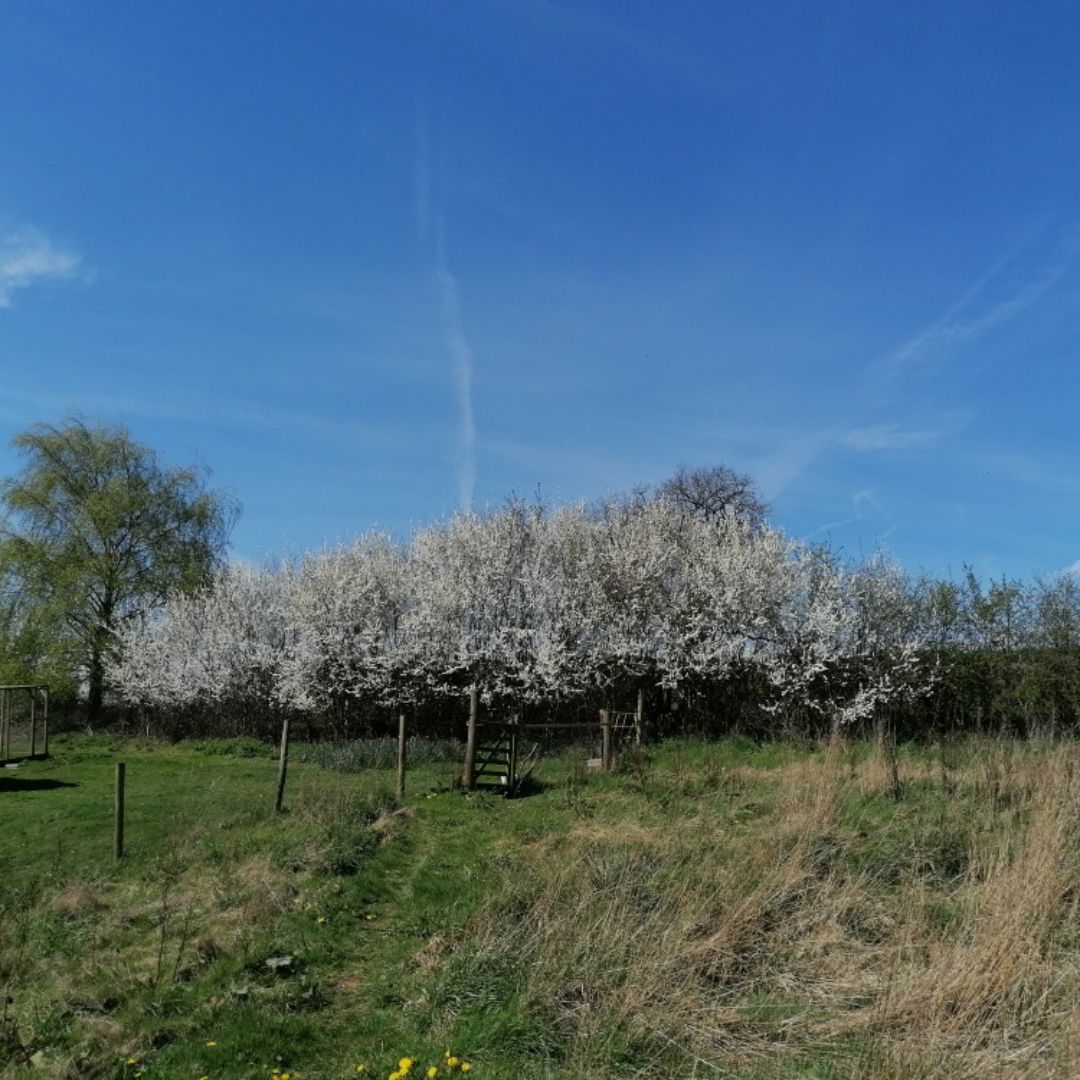 On the Smallholding | April