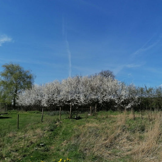 On the Smallholding | April