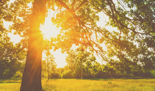 Summer Solstice Magic: Celebrating the Longest Day.  An image showing the sunlight through a large old tree