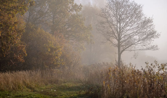 An image of a countryside path, with hedges and trees in the morning mist