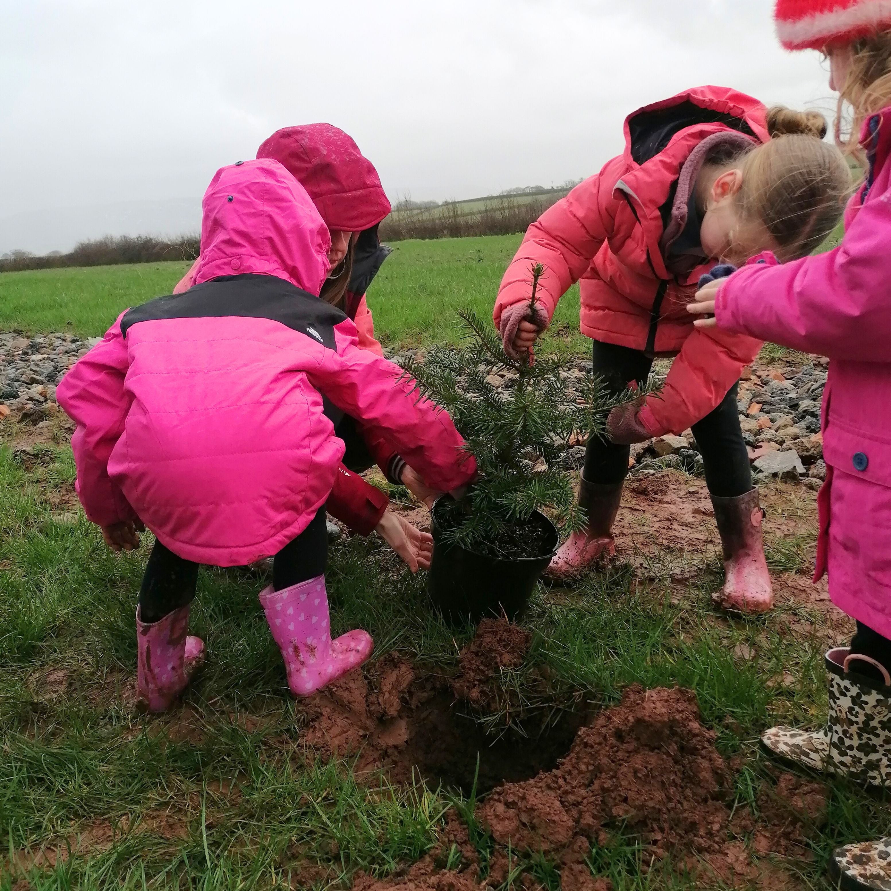 Grow Your Own Tree - Year 1 - Copper & Holly