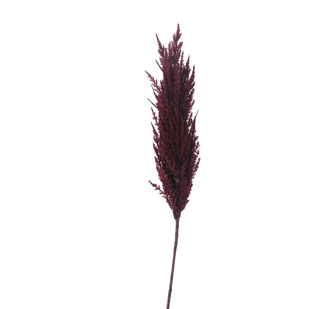 Single stalk of dark purple decorative grass on a white background