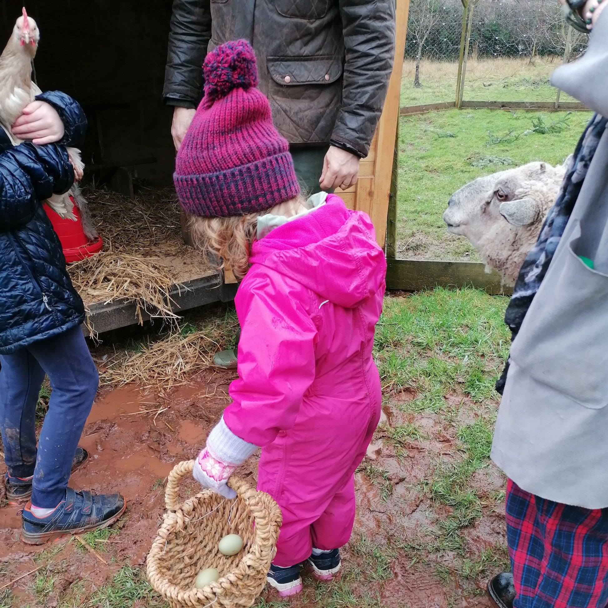 Grow Your Own Tree - Year 1 - Copper & Holly
