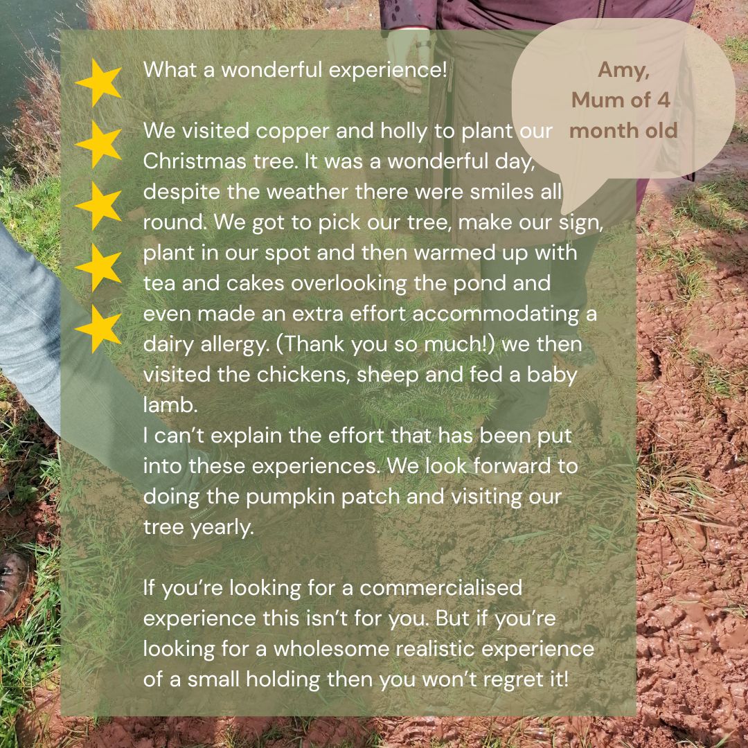 Grow Your Own Tree - Year 1 - Copper & Holly