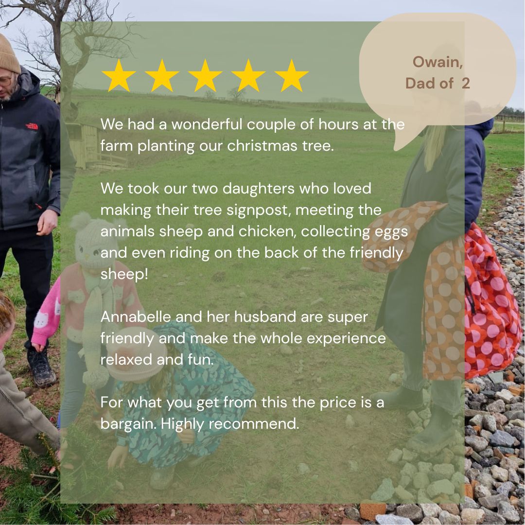 Grow Your Own Tree - Year 1 - Copper & Holly