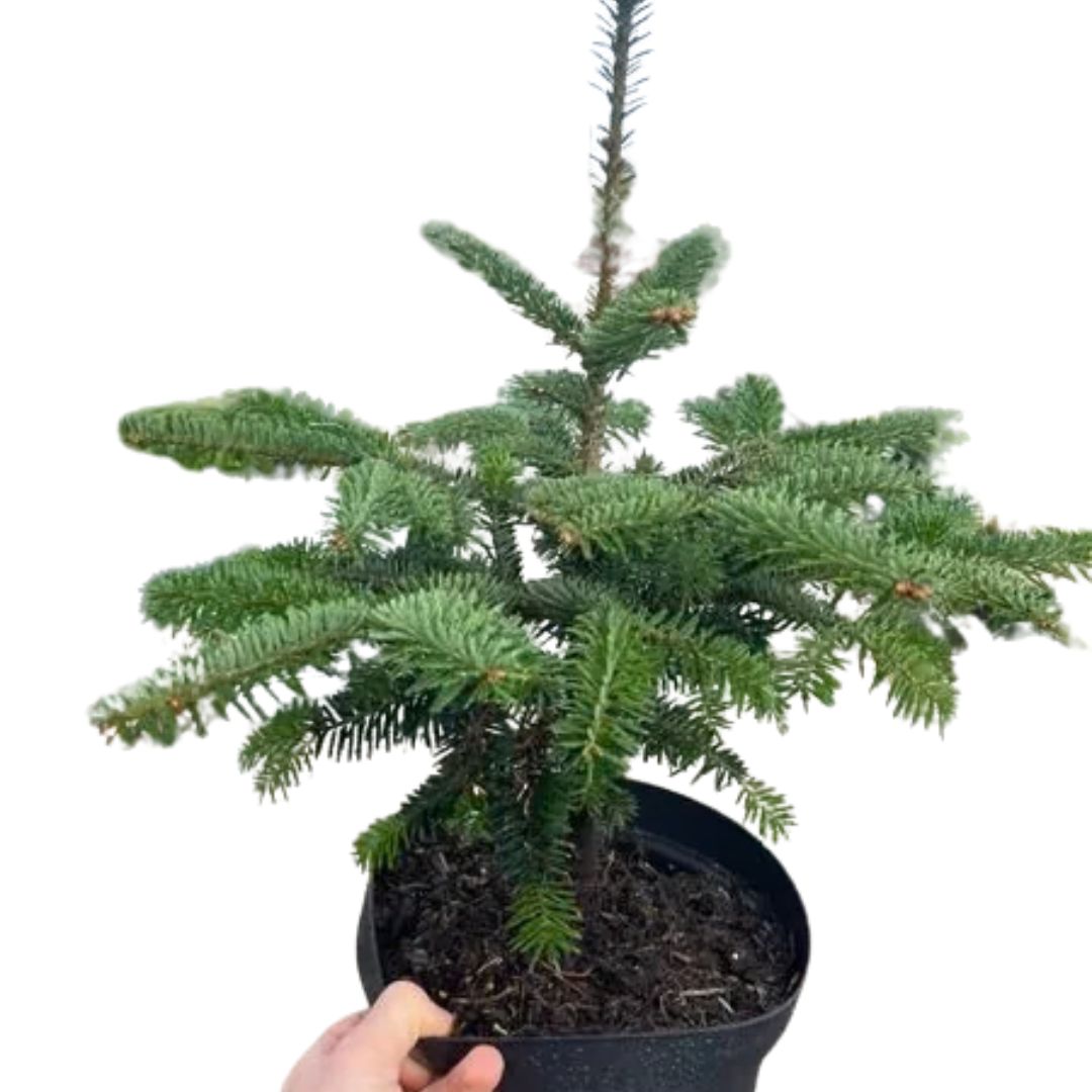 A potted nordman fir tree against a white background - used in the Grow With me Year 1 scheme