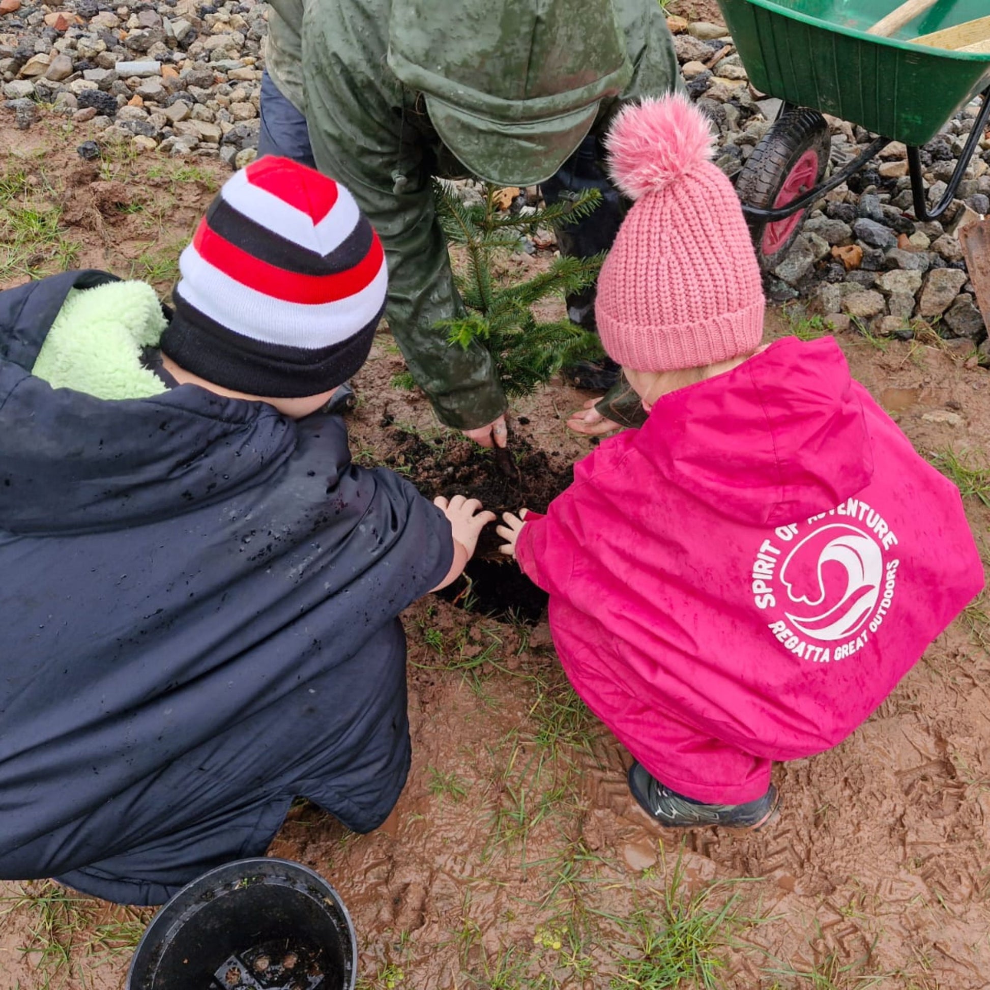 Grow Your Own Tree - Year 1 - Copper & Holly