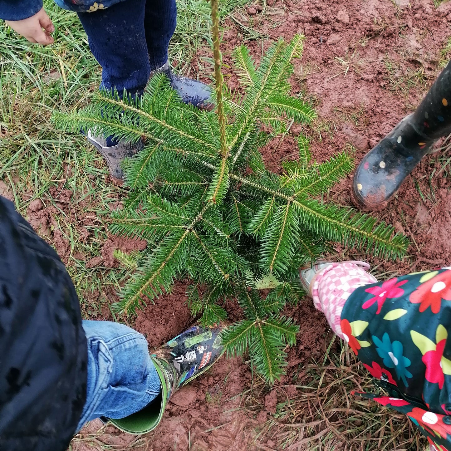 Grow Your Own Tree - Year 1 - Copper & Holly