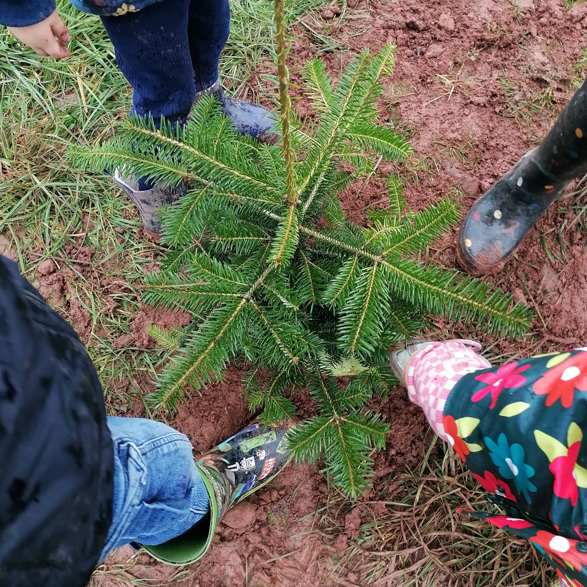 Grow Your Own Tree - Year 1 - Copper & Holly