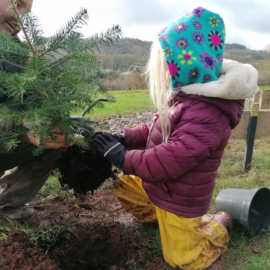 Grow Your Own Tree - Year 1 - Copper & Holly